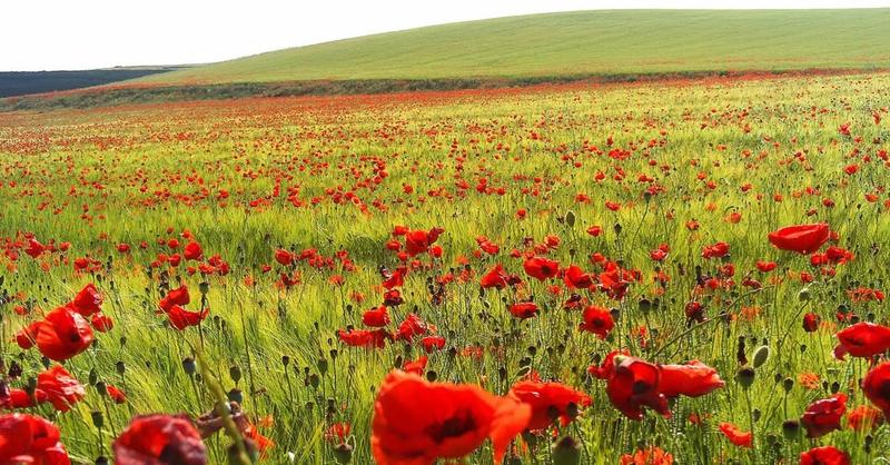 The flower of the field